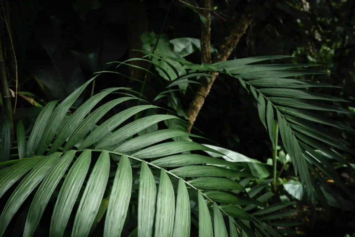 frunze-tropicale-din-jungla